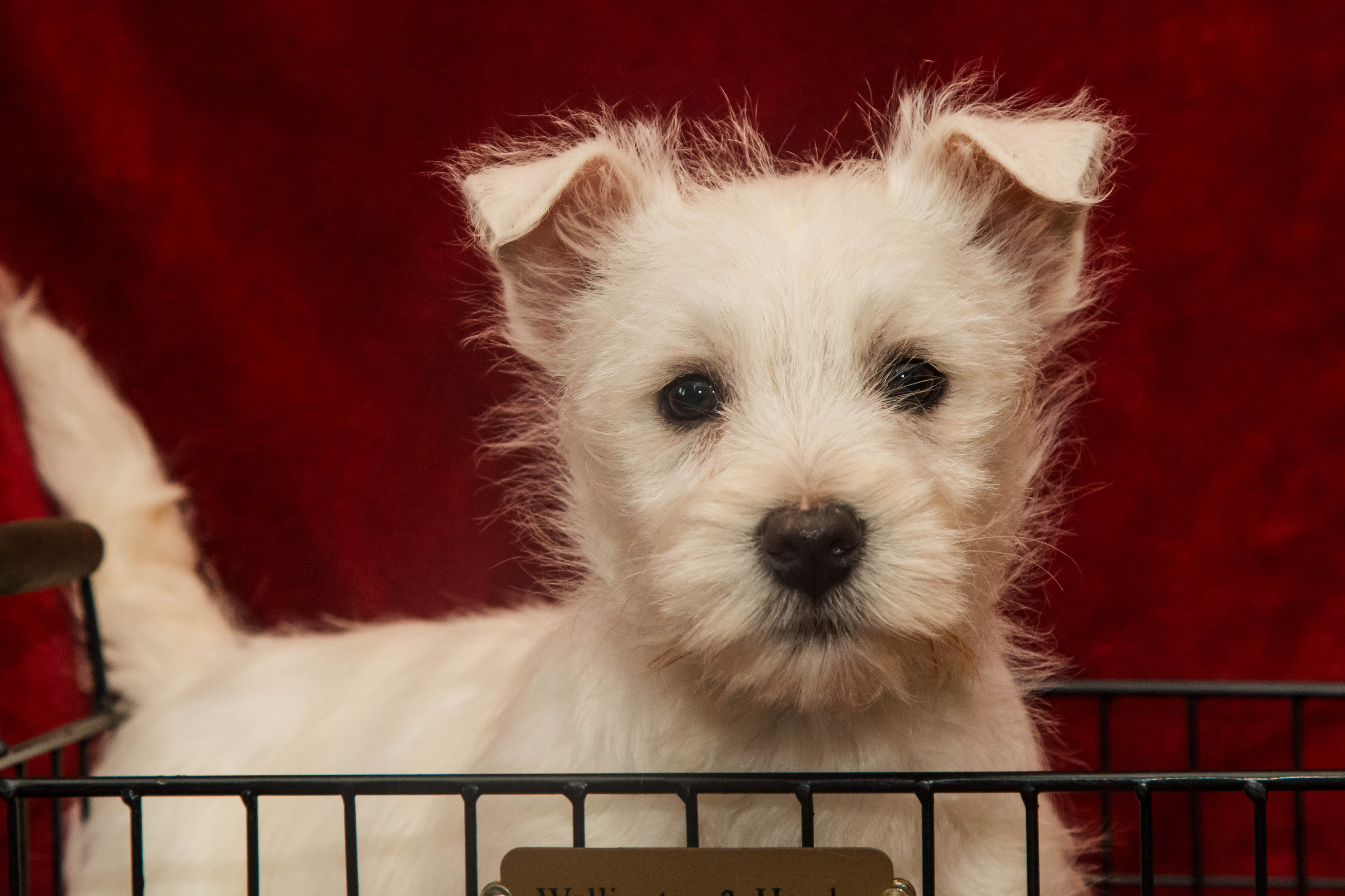 puppy, for, sale, West Highland White Terrier, Amos B. King, dog, breeder, Romney, WV, dog-breeder, puppy-for-sale, forsale, nearby, find, puppyfind, locator, puppylocator, aca